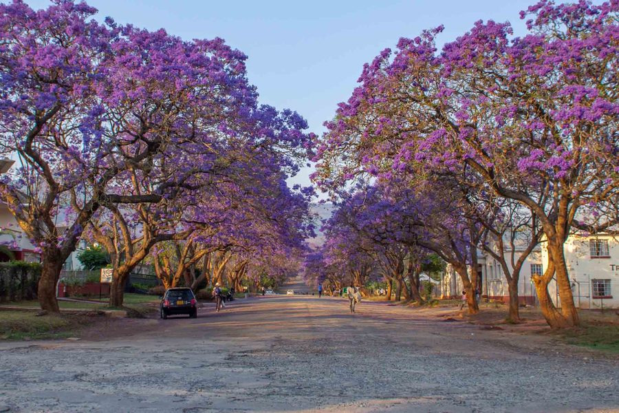 Jacaranda Everywhere! (Mutare, Zimbabwe)
